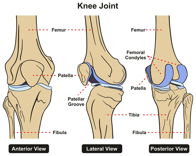 Illustration of knee joint, including anterior, lateral, and posterior views